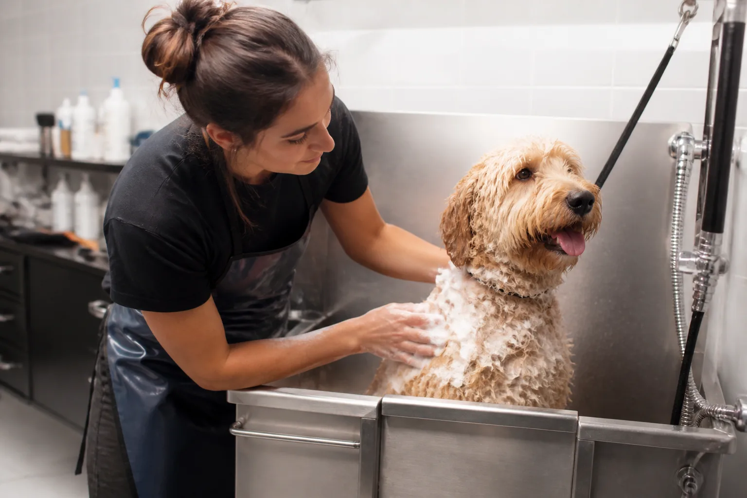 Pet groomer washing a dog in a grooming salon